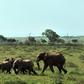 Poachers kill elephants for their ivory, used to make ornaments and traditional medicine in Asia and the Middle East
