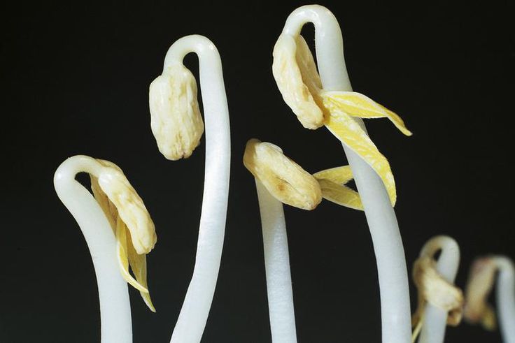 Dr. Pimple Popper Popped a 'Bean Sprout' Blackhead