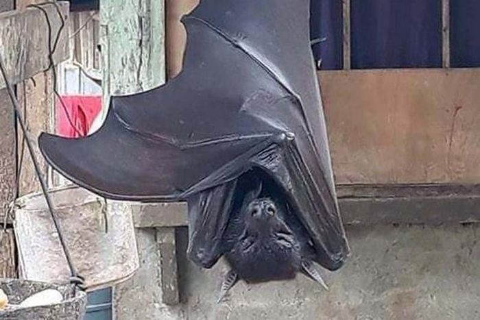 Photo of huge bat with ‘human-size’ is giving people nightmares