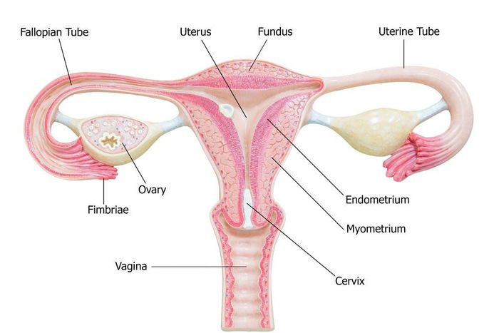 Lady reveals what angered her to get her Fallopian tubes removed to be childless forever