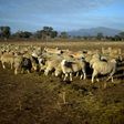 Years of drought in eastern Australia have forced many farmers to reduce their flocks