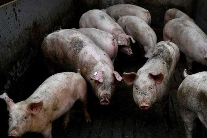 Swine fever virus kills pigs worth N7bn in Lagos farm - AFAN. [ndtv]