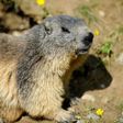 Marmots are believed to be one of the main vectors for spreading bubonic plague in Mongolia