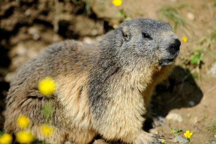 Marmots are believed to be one of the main vectors for spreading bubonic plague in Mongolia
