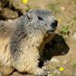 Marmots are believed to be one of the main vectors for spreading bubonic plague in Mongolia