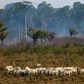 In this file photo taken on August 25, 2019 cattle graze with a burnt area in the background after a fire in the Amazon rainforest near Novo Progresso, Para state, Brazil