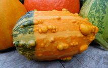 Genital warts(Fiveprime)