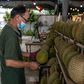 A worker inspecting durians in Kuala Lumpur