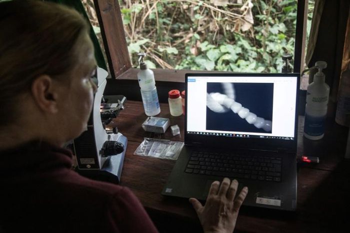 Pangolin defender: Swiss researcher Maja Gudehus