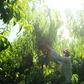 Fruit producers in northwestern Spain say they couldn't manage the harvest without the army of seasonal workers who turn up every year