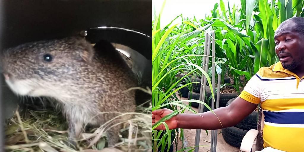 How “God’s direction” to a Ghanaian pastor to convert the roof of his house into farmland  works perfectly (video)