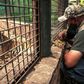 A worker looks at a bengal tiger in Culiacan zoo, Mexico, after it was handed over by its previous owner