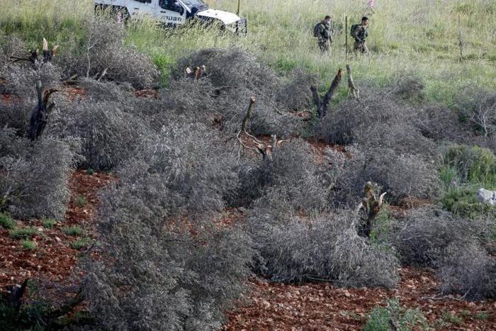 Israeli soldiers among felled olive trees on lands belonging to Palestinians (unseen) from al-Sawiyah village south of Nablus city in the occupied West Bank earlier this month