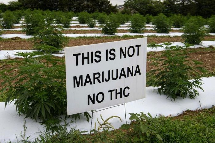 Hemp looks and smells like marijuana but contains very little tetrahydrocannabinol (THC), which is what gets users high