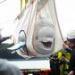 The beluga whales have moved to a sea sanctuary in Iceland after being released from a Shanghai aquarium