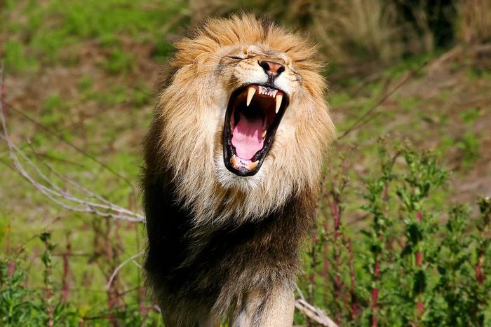 Dr. Pimple Popper Growls And Pops Lipoma