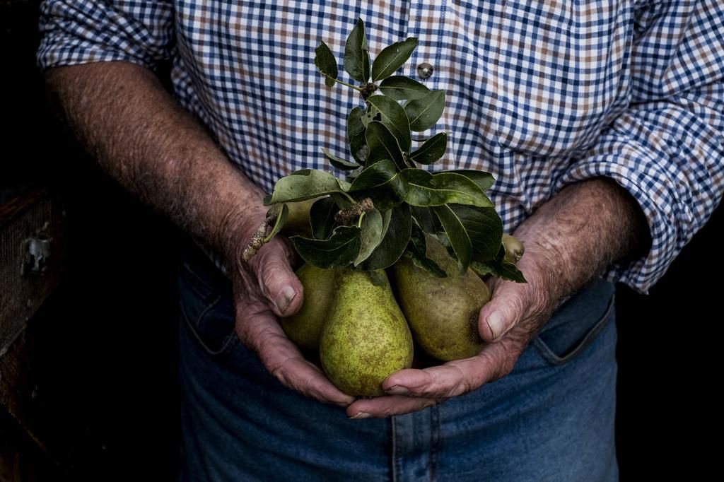 Close up of man holding bunch of green pears.