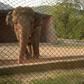 The plight of Kaavan, an overweight, 35-year-old bull elephant has drawn international condemnation