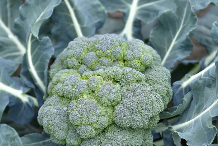 Dr. Pimple Popper Pops A 'Broccoli Head' Lipoma