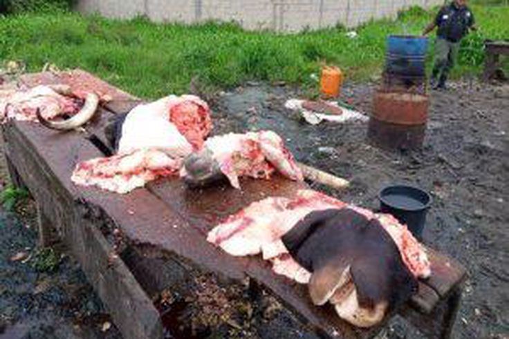 Lagos govt. dismantles illegal slaughter slabs
