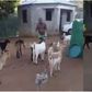 Man holds meeting with his unhappy goats to beg for their understanding