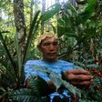 Valdiney Satere, a leader of the Satere Mawe indigenous tribe, gathers caferana, a plant used in medicinal remedies in Brazil's Amazon region
