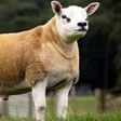 World’s most expensive sheep has been sold for GHS2,834k