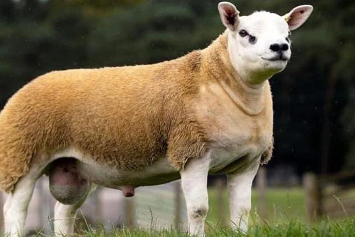 World’s most expensive sheep has been sold for GHS2,834k