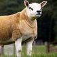 World’s most expensive sheep has been sold for GHS2,834k
