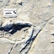 A human footprint dated to between 19,100 and 5,760 years ago at the Engare Sero site, south of Tanzania's Lake Natron