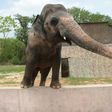 Pakistani elephant Kaavan is seen at the zoo in Islamabad in 2016, as activists have long called for his conditions to be improved