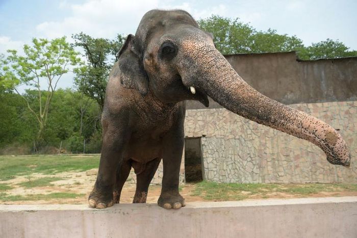 Pakistani elephant Kaavan is seen at the zoo in Islamabad in 2016, as activists have long called for his conditions to be improved