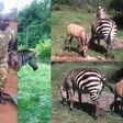 Zebra gives birth to Zonkey after mating with a donkey (photos)