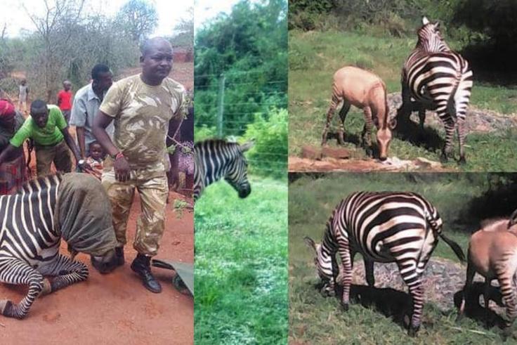 Zebra gives birth to Zonkey after mating with a donkey (photos)