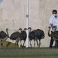 Brazilian President Jair Bolsonaro, who says he is bored staying at home after testing psoitive for COVID-19, feeds emus outside the Alvorada Palace in Brasilia