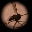 Sub-Saharan Africa accounts for nearly 95 percent of all the world's malaria cases and deaths