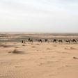 Travelling at a camel's pace provides a greater chance of spotting artefacts in the sand, Tillet says