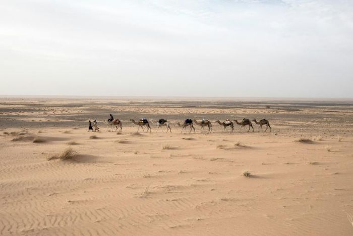 Travelling at a camel's pace provides a greater chance of spotting artefacts in the sand, Tillet says