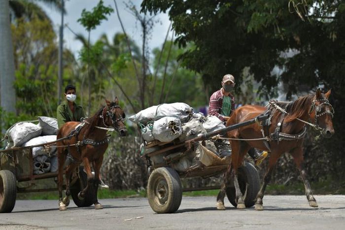 Cuban men wearing face masks transport food on their carts in the town of Bahia Honda - the country's economy is suffering due to the coronavirus crisis