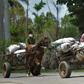 Cuban men wearing face masks transport food on their carts in the town of Bahia Honda - the country's economy is suffering due to the coronavirus crisis