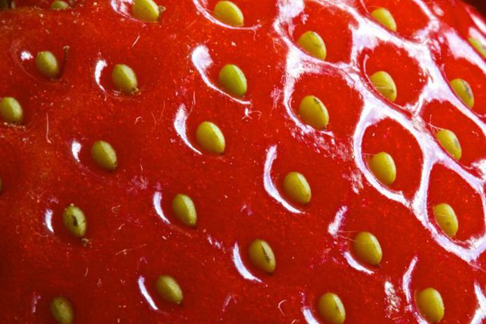 Dr. Pimple Popper Pops a Blackhead-Speckled Nose