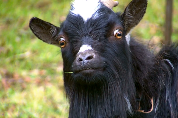 Woman sues neighbour over the paternity of her ‘dwarf’ goats