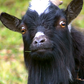 Woman sues neighbour over the paternity of her ‘dwarf’ goats