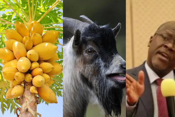 Tanzania president angry as pawpaw and goat test positive for coronavirus