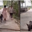 Woman mocks and passes by blind man but her dog removes log from road to save him (video)