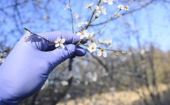 Is it Seasonal Allergies or COVID-19?