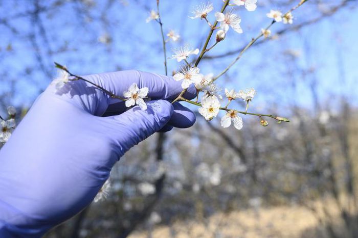 Is it Seasonal Allergies or COVID-19?