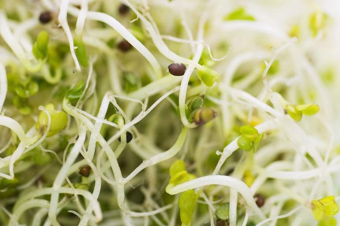 Dr. Pimple Popper Pops an 'Bean Sprout' Blackhead