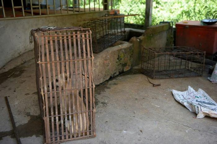 A dog sits in a cage next to a pit where the animals are drowned at a slaughterhouse in Cambodia
