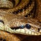 What Does New Coronavirus Have To Do With Snakes?